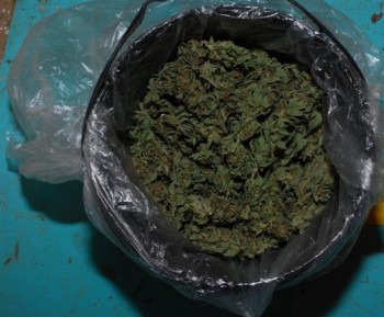 marihuana canabis