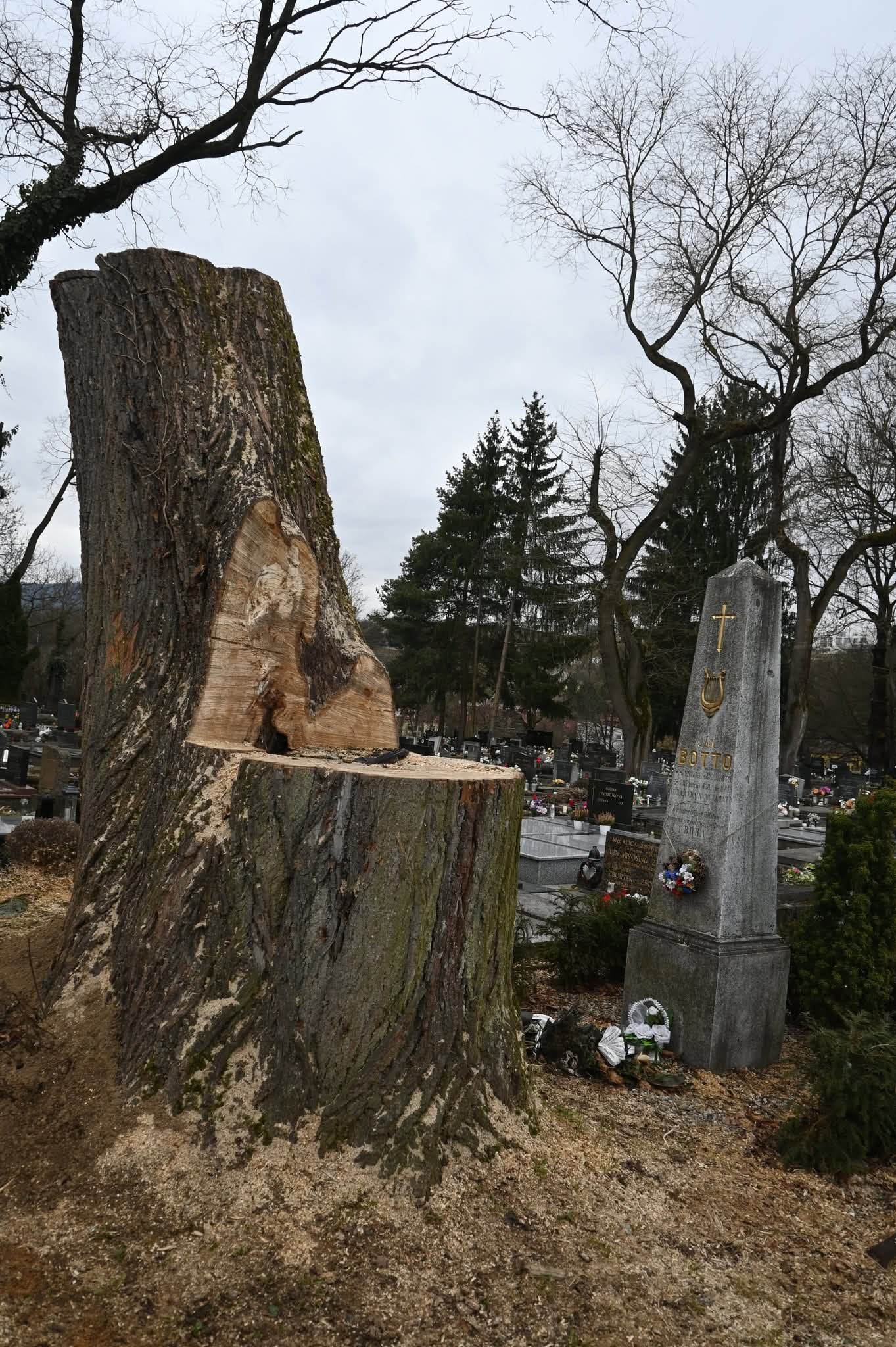 Barbarstvo na evanjelickom cintoríne! Lipa Jána Bottu, svedok vyše 140 rokov histórie, bezohľadne zničená! HANBA!!!