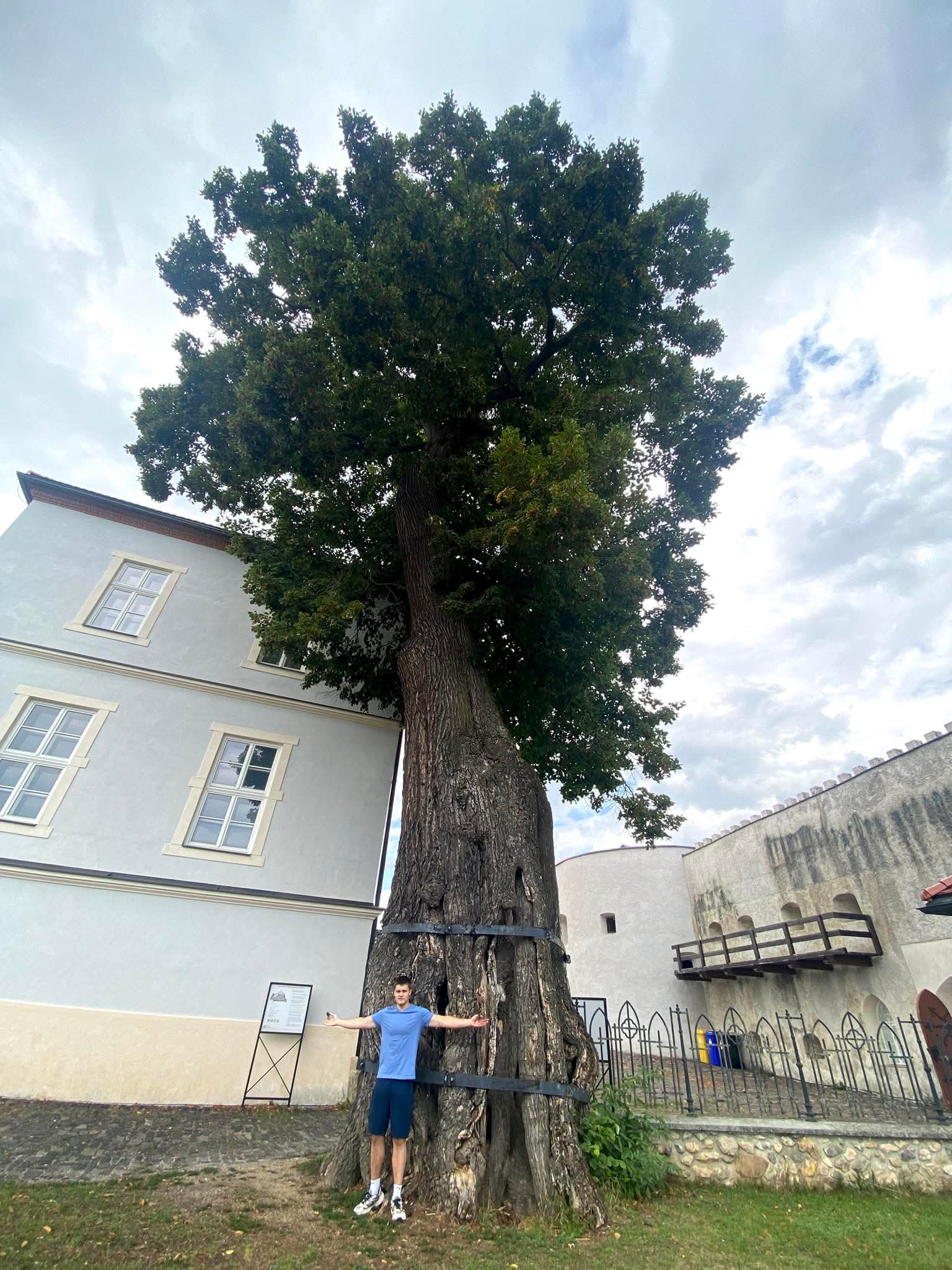 Hrad Slovenská Ľupča. Korvínova lipa, v 15. storočí pod ňou rád sedával kráľ Matej Korvín. Jej obvod je 770 cm. 800rokov. Foto Mária Hanušovská.
